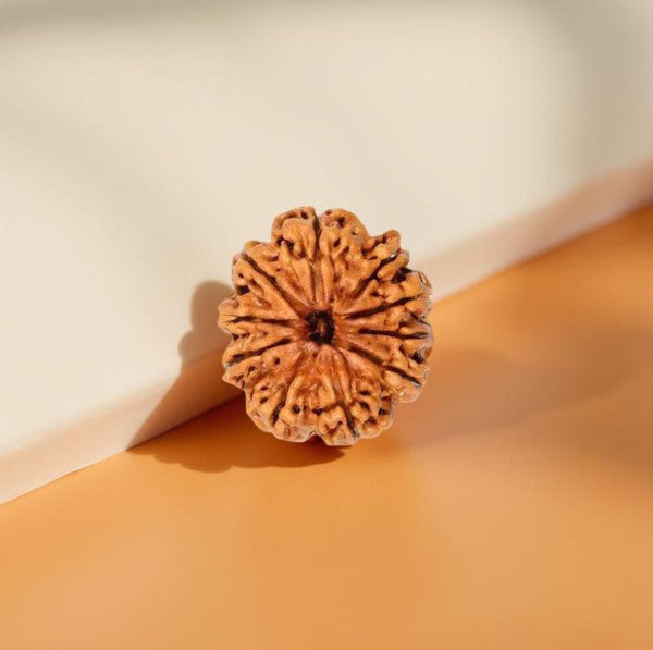10 Mukhi Rudraksha Bead - Protection Gem
