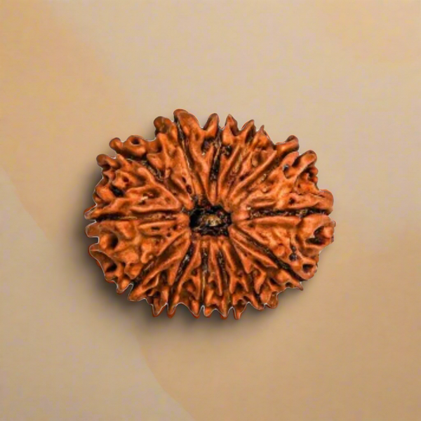 13 Mukhi Rudraksha Bead - Desire Fulfillment