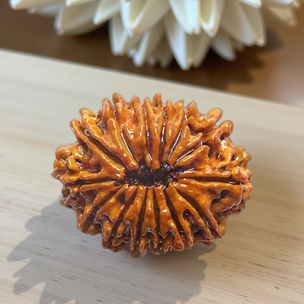 14 Mukhi Rudraksha Bead - Divine Intuition