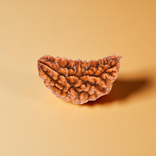 1 Mukhi Rudraksha Bead - Authentic Nepali